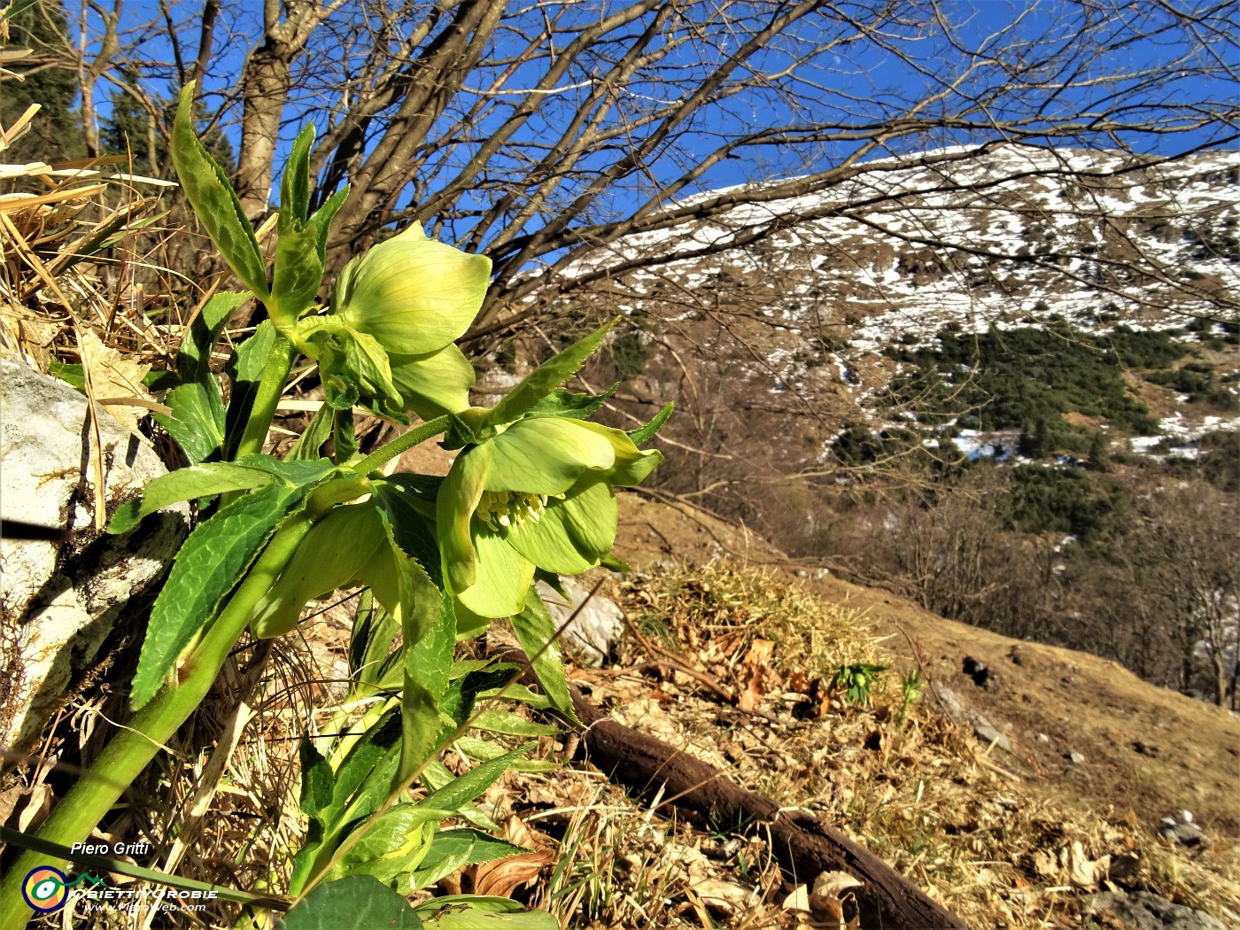 36 Elleboro verde (Helleborus viridis) compare la neve in alto.JPG